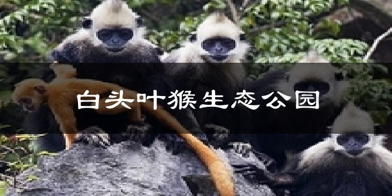 白头叶猴生态公园今日天气